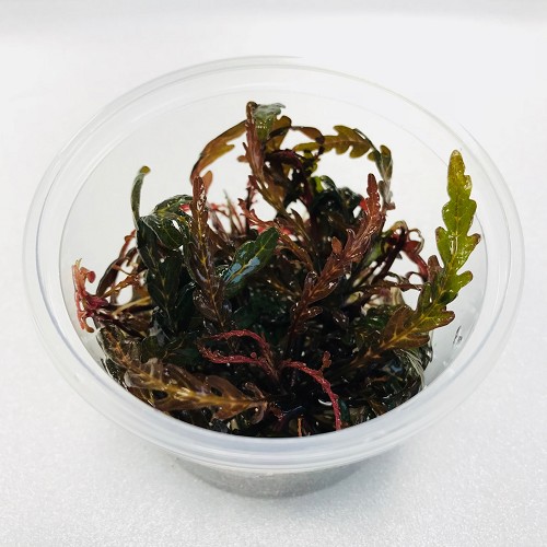 Hygrophila pinnatifida in cup 100 cc.